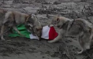 Due lupi affamati azzannano un tricolore (da un video in mostra al Museion di Bolzano)